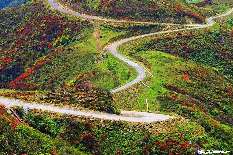 【春天,广西桂林灌阳县向您发出邀请!】春木界上映山红 - 游山玩水 - 连云港生活社区 - 连云港28生活网 lyg.28life.com