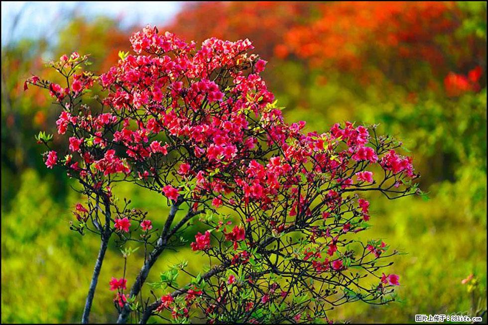 【春天,广西桂林灌阳县向您发出邀请!】春木界上映山红 - 游山玩水 - 连云港生活社区 - 连云港28生活网 lyg.28life.com