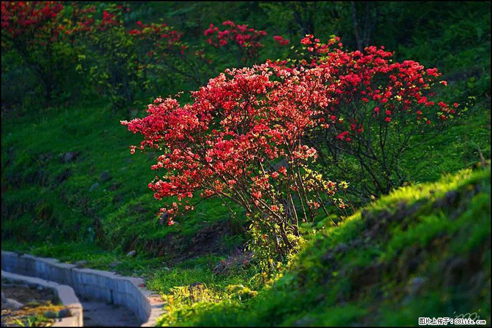 【春天,广西桂林灌阳县向您发出邀请!】春木界上映山红 - 游山玩水 - 连云港生活社区 - 连云港28生活网 lyg.28life.com