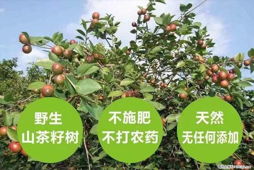 【灌阳县油茶产业示范区】一个有着充实的精神生活的人,对待身外之物自会有一种淡泊的态度 - 美食天地 - 连云港生活社区 - 连云港28生活网 lyg.28life.com