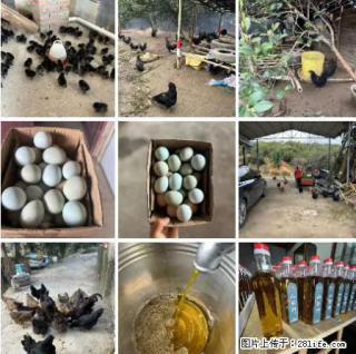 油茶园从小鸡仔开始养起的纯土鸡、土鸡蛋可以预定啦!还有前几天刚榨的纯山茶油哦 - 连云港28生活网 lyg.28life.com