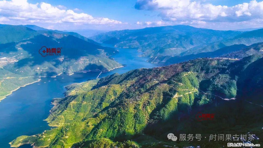 时间果百年古树龙珠普洱生茶 - 购物交流 - 连云港生活社区 - 连云港28生活网 lyg.28life.com