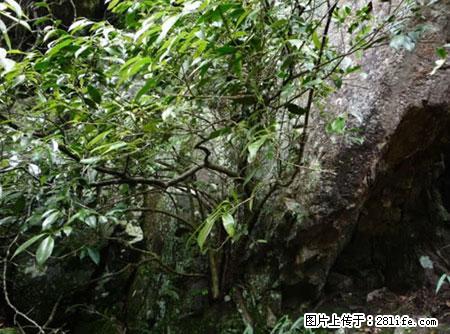 平乐石崖茶,珍贵仅次于金花茶 - 连云港生活资讯 - 连云港28生活网 lyg.28life.com