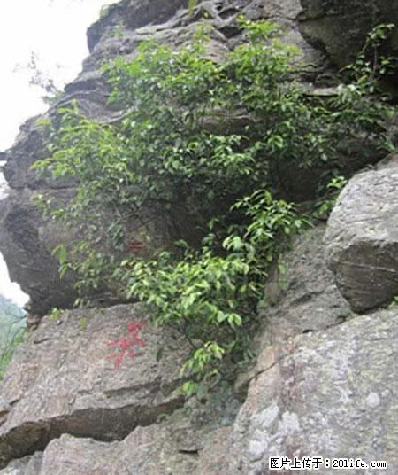 平乐石崖茶,珍贵仅次于金花茶 - 连云港生活资讯 - 连云港28生活网 lyg.28life.com