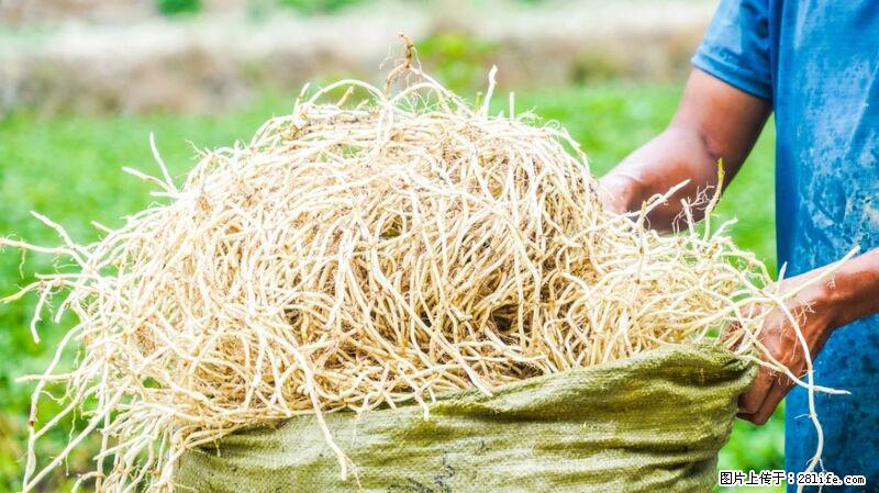 堪称“最难吃”的蔬菜,却是 “抗辐射神器”,还能护肺、清热、止咳化痰! - 连云港生活资讯 - 连云港28生活网 lyg.28life.com