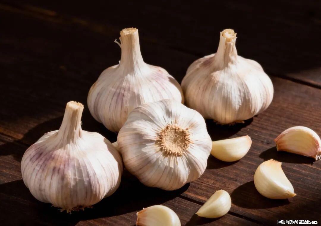 关于大蒜，除了“天然抗生素”，这4个谣言更该警惕! - 连云港生活资讯 - 连云港28生活网 lyg.28life.com