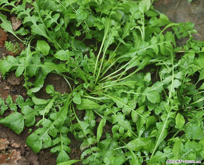 这些蔬菜是“天然钙片”，这6种被医生重点推荐 - 连云港生活资讯 - 连云港28生活网 lyg.28life.com