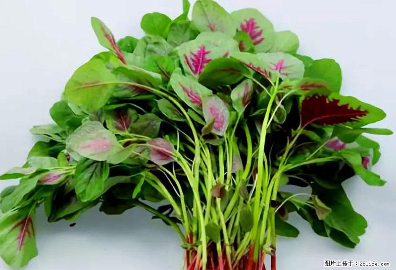 这些蔬菜是“天然钙片”，这6种被医生重点推荐 - 连云港生活资讯 - 连云港28生活网 lyg.28life.com