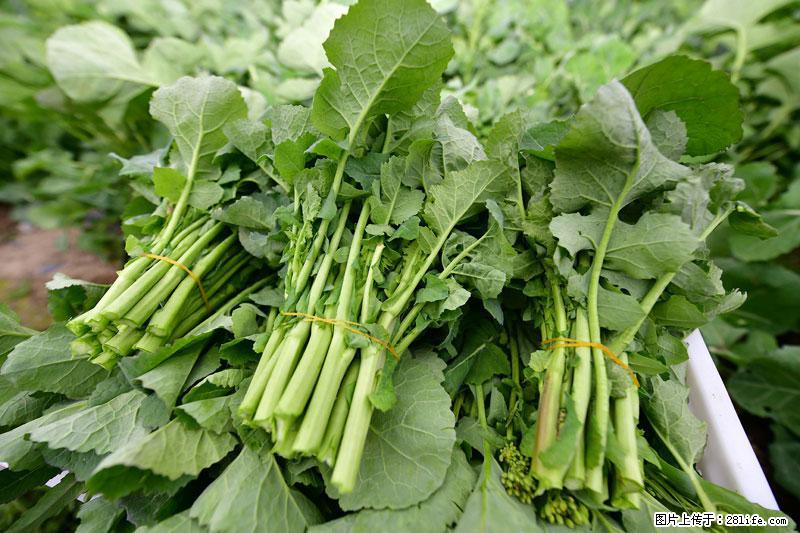 这些蔬菜是“天然钙片”，这6种被医生重点推荐 - 连云港生活资讯 - 连云港28生活网 lyg.28life.com